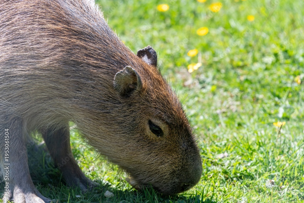 Fototapeta premium Portrait of a capybara (hydrochoerus hydrochaeris) grazing
