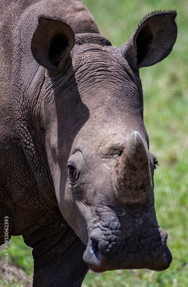 Obraz premium Black Rhinoceros close up in the savannah of the Nairobi National park in Kenya