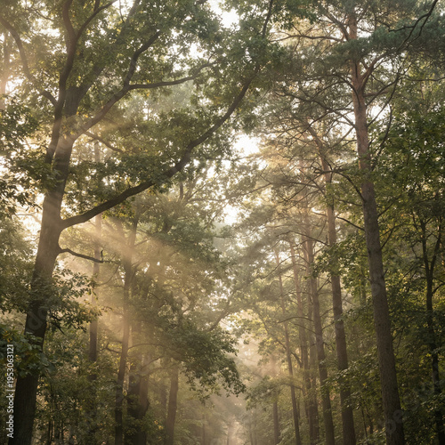 Sun rays through forest canopy with natural light and copy space