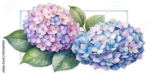 Wallpaper Mural Watercolor Painting of Two Hydrangea Blooms in Shades of Pink and Blue Torontodigital.ca
