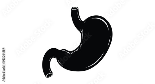Human stomach anatomy illustration, digestive system organ, medical health concept, black and white, isolated on white background