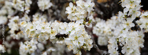 White spring blossoms on tree branches with delicate petals and yellow stamen...