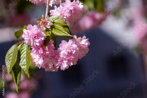 A close-up of a pink cherry blossom cluster hanging from a branch, highlighte...