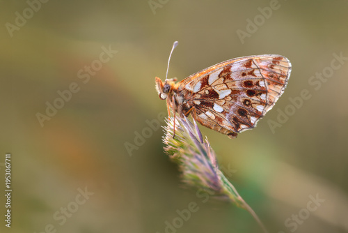 Tableau sur toile Weaver's Fritillary - Boloria dia