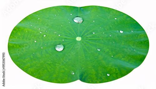 Green lotus leaf with water droplets isolated on white, top view.