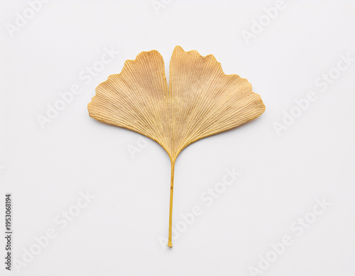 Yellow ginkgo biloba leaf isolated on white background, fall season