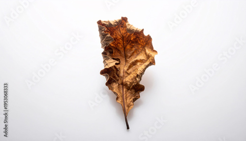 Brown dried oak leaf isolated on white background, rustic autumn