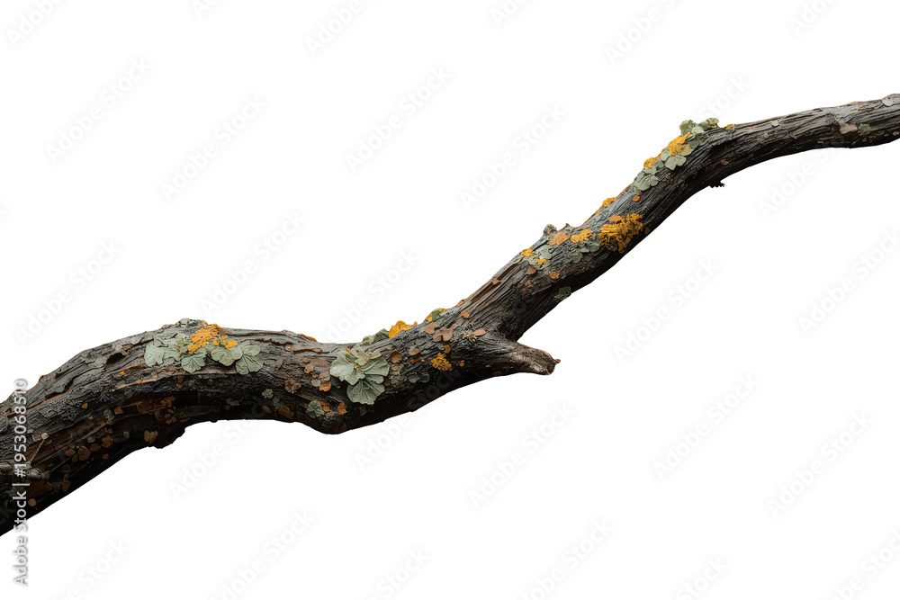 Fototapeta premium Tree branch covered with moss and lichen, creating organic nature texture with weathered bark on transparent background