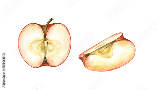 Watercolor drawing with different parts of a cut red apple on an isolated background. Realistic clipart for jam design, baby food, cooking and autumn harvest. Food illustration