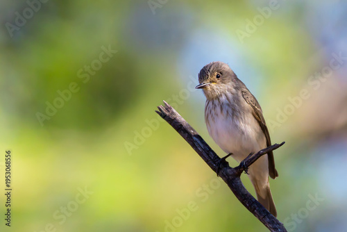 Spotted flycatcher - Muscicapa striata
