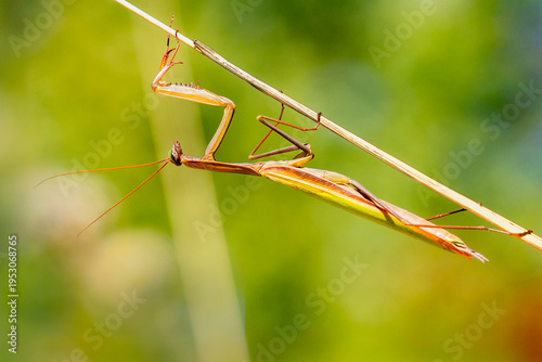European praying mantis - Mantis religiosa