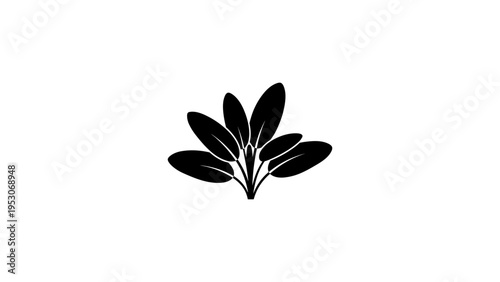 Minimalist silhouette of sage leaves on white background