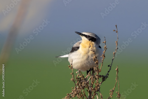 Northern wheatear - Oenanthe oenanthe