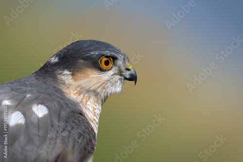 Eurasian sparrowhawk portrait