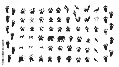 Collection of various animal and bird paw prints footprints and track silhouettes for nature wildlife and hunting concept vector illustration.