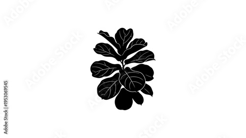 Elegant black silhouette of fiddle leaf fig plant on white background