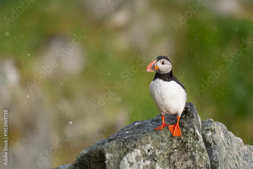 Atlantic Puffin - Fratercula arctica