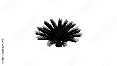 Silhouette of elegant palm leaves on white background