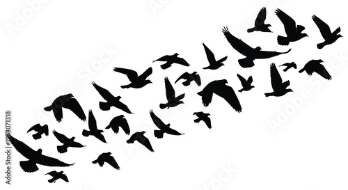 Silhouette of a large flock of birds flying in formation against a white background silhouette