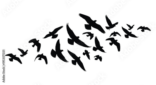 Silhouette of a large flock of birds flying together in formation on a white background silhouette