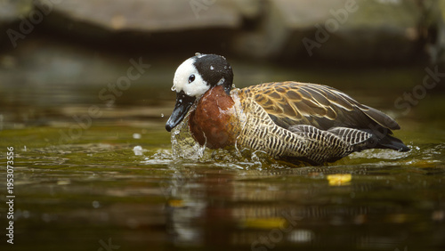 Fotografie White-faced whistling duck in water