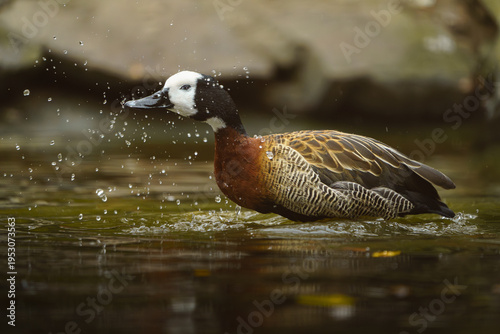 Foto White-faced whistling duck in water