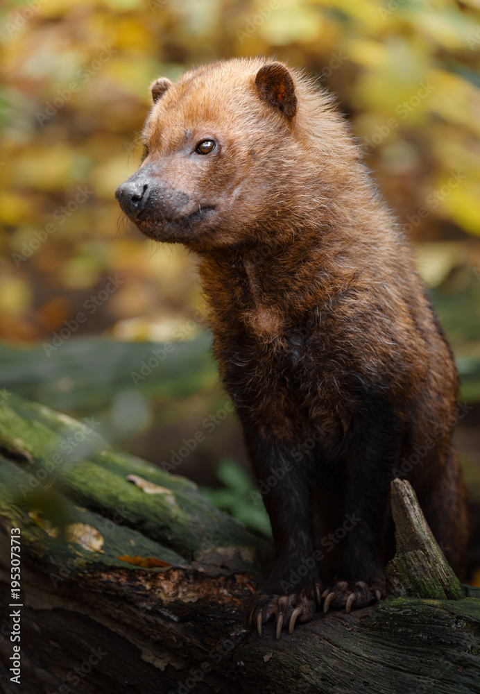 Fototapeta premium Portrait of Bush dog in zoo
