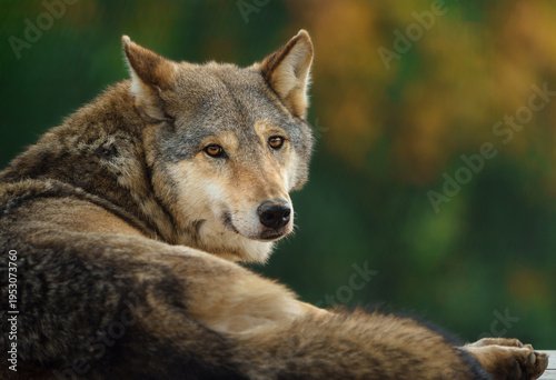 Portrait of Grey wolf in zoo