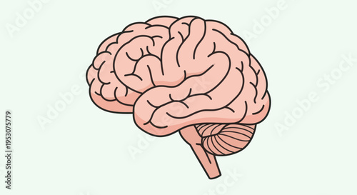Human Brain Anatomy Medical Illustration.