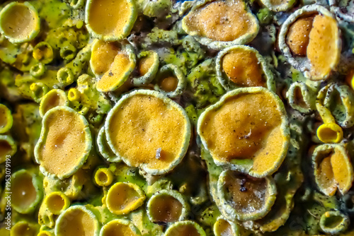 Photos Macro of Xanthoria lichen with orange apothecia on bark, showing detailed symbio