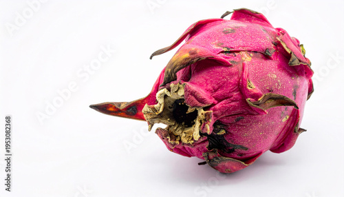 Decaying pink dragon fruit with wilting scales isolated on white
