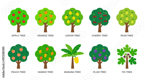 A vibrant flat illustration showcases a collection of ten distinct fruit trees, each labeled with its name, in a clean, graphic style ideal for educational or design use.