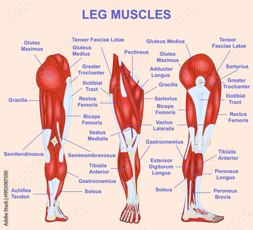 Leg muscle anatomical structure. Medical diagram or infographic with labeled front, side, and back views of thigh and calf muscles. Educational scheme. Cartoon Flat vector illustration
