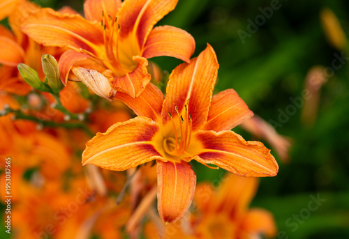 orange tiger lily