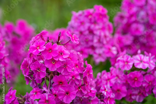 purple flowers in the garden