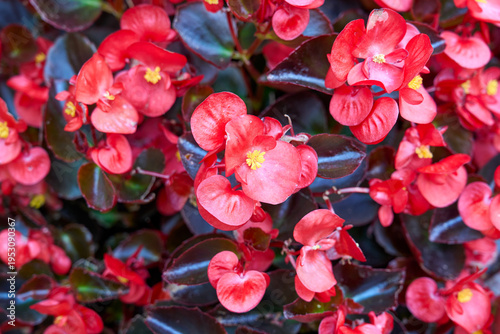 A vibrant Begonia coccinea with bright red flowers is seen from above. Lush green leaves and dense blooms create a natural, decorative composition with a tropical character.