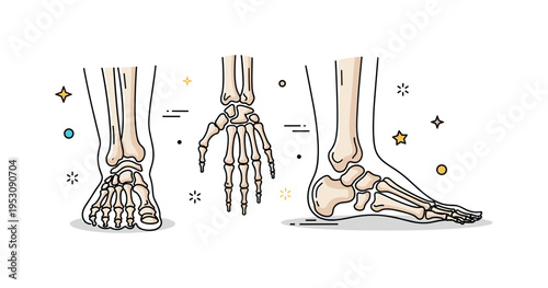 Detailed view of the hand and foot bones of the skeletal system, highlighting articulation, structure, and the complexity of human anatomy. Minimalist flat
