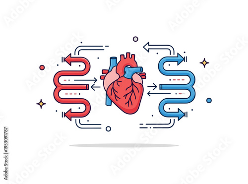 Blood circulation process illustrated through a stylized heart connected to looping red and blue vessels, with small directional arrows indicating continuous