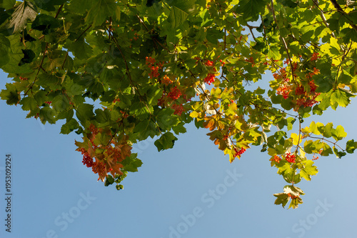 фотографія Viburnum branches strewn with berries against a blue sky.