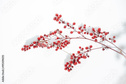 Fényképezés Red berries covered with fresh white snow for winter minimalism and holiday conc