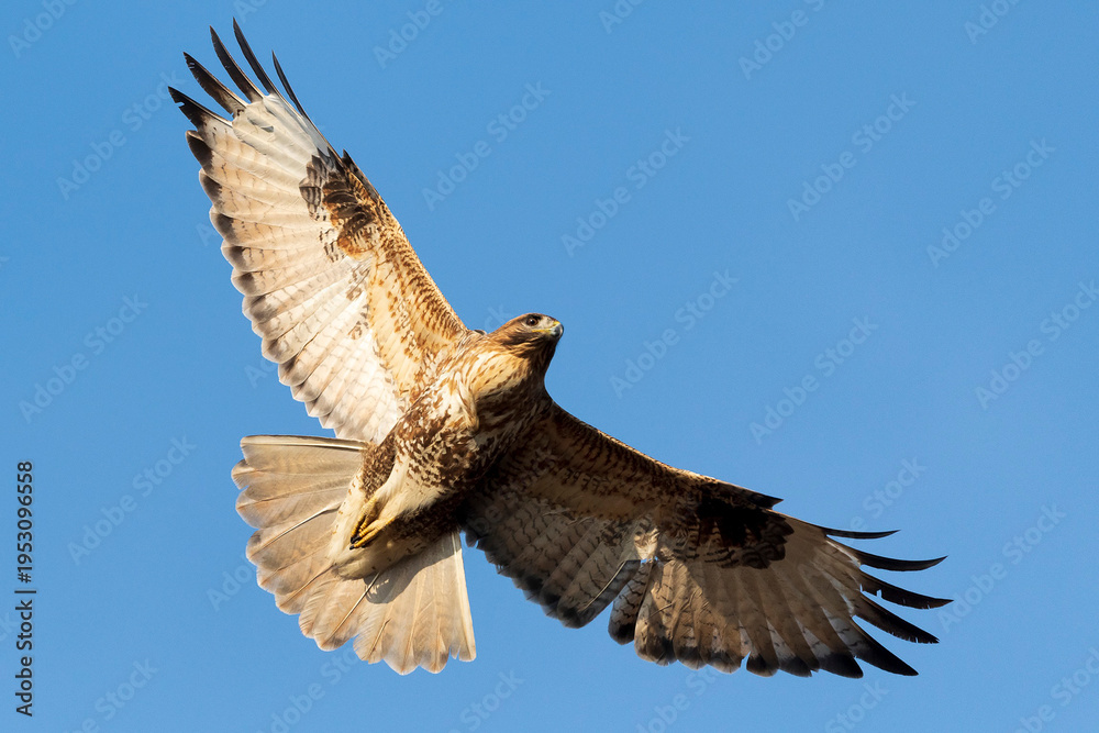 Fototapeta premium Common buzzard flying in blue sky for ecosystem balance and wildlife conservation