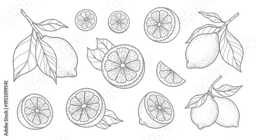 vintage hand-drawn lemon and citrus fruit botanical illustrations showcasing whole fruits slices and leafy branches on a clean white background