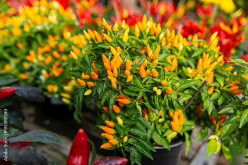 Potted ornamental pepper plant with red orange peppers at garden center display