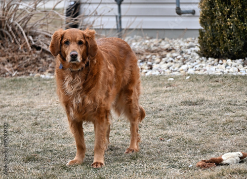 Konstfotografi Big Brown Dog