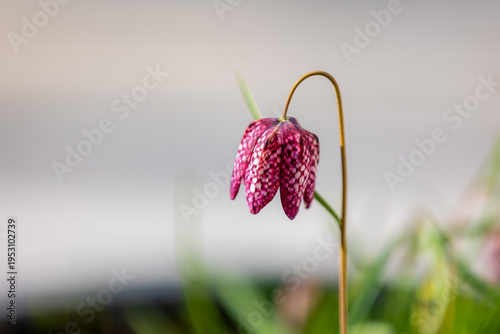 Fotografía Selective focus a blooming of Snake's head fritillary in the green field garden, Fritillaria meleagris is a Eurasian species of flowering plant in the lily family Liliaceae, Natural floral background