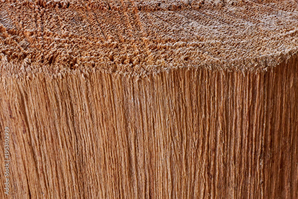 Fototapeta premium Close-Up Tree Trunk Cross Section Showing Wood Grain Texture and Vertical Timber Fibers