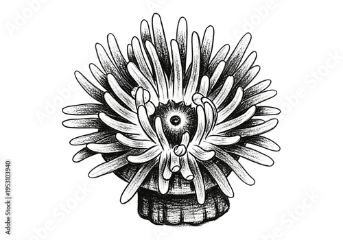 Detailed black and white illustration of a sea anemone with many tentacles reaching outwards