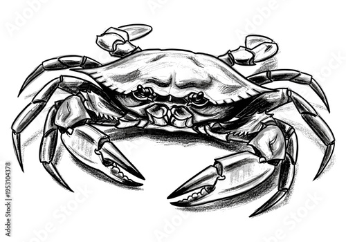 Detailed black and white sketch of a crab with sharp claws and segmented legs on a white background