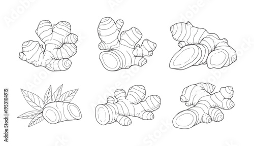Six hand drawn of ginger root and leaves spice herb ingredient