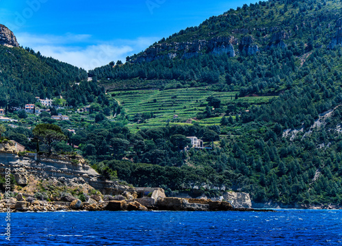 Le vignoble de Cassis sur les pentes de la falaise, Var, Provence, France